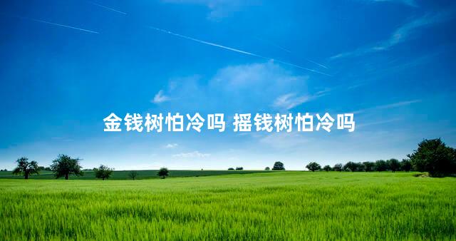 金钱树怕冷吗 摇钱树怕冷吗